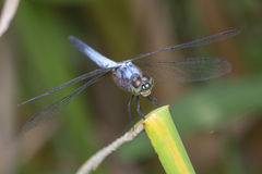 Brachydiplax chalybea
