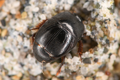 Hypocaccus lucidulus