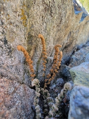 Myriopteris gracillima