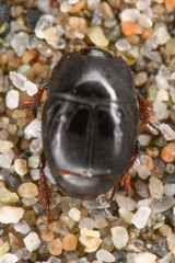 Hypocaccus lucidulus