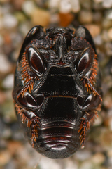 Hypocaccus lucidulus