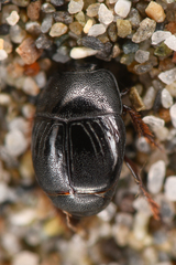 Hypocaccus lucidulus