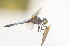 Brachydiplax chalybea