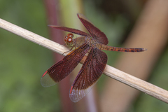 Neurothemis fluctuans