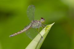 Neurothemis fluctuans