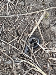 Plestiodon septentrionalis