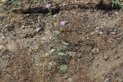 Sidalcea glaucescens