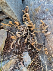 Myriopteris gracillima