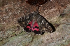 Catocala sponsa