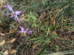 Galatella angustissima