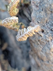 Myriopteris gracillima