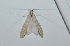 Nectopsyche exquisita