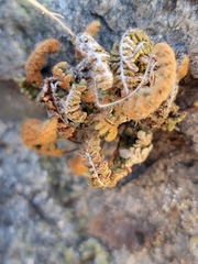 Myriopteris gracillima