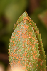 Coleosporium solidaginis