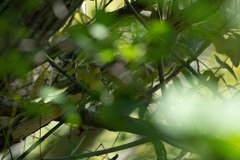 Cardellina canadensis