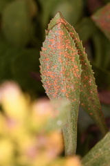 Coleosporium solidaginis