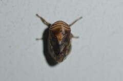 Clastoptera obtusa