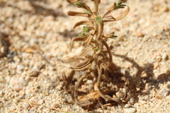 Deinandra mohavensis