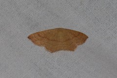 Cyclophora linearia
