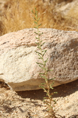 Deinandra mohavensis