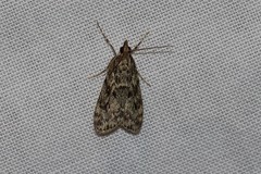 Eudonia truncicolella