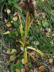 Veratrum nigrum