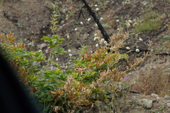 Eriogonum nudum