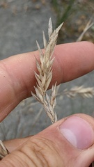 Poa macrantha