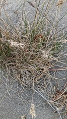 Poa macrantha