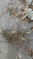 Poa macrantha