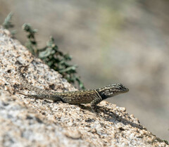 Sceloporus jarrovii