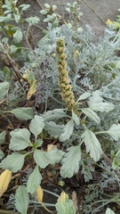 Ambrosia chamissonis