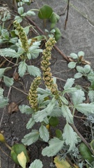 Ambrosia chamissonis