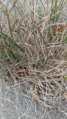 Poa macrantha