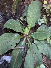 Lysichiton americanus