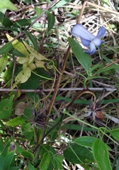 Clematis crispa