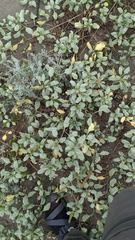 Ambrosia chamissonis