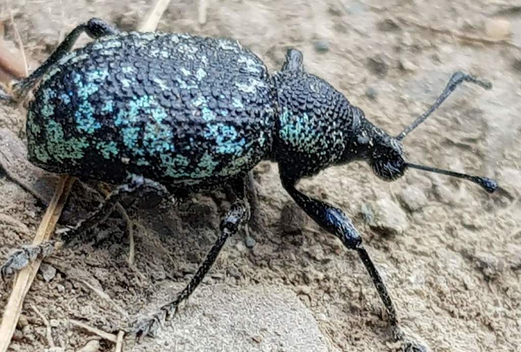 Prilisvanus