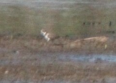 Charadrius semipalmatus