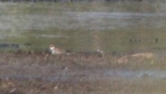 Charadrius semipalmatus