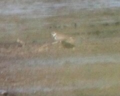 Charadrius semipalmatus