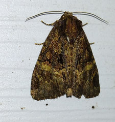 Phosphila turbulenta