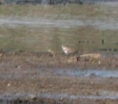 Charadrius semipalmatus