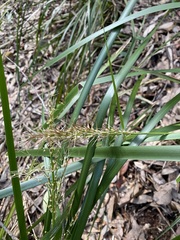 Lomandra hystrix
