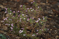 Diplacus torreyi