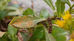 Coleosporium solidaginis