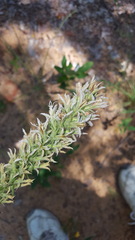 Liatris hesperelegans