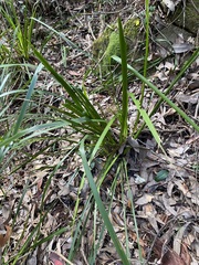 Lomandra hystrix