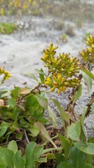 Solidago spathulata