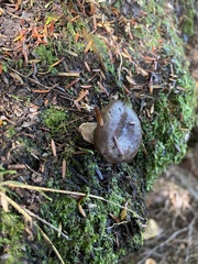 Lactarius cinereus